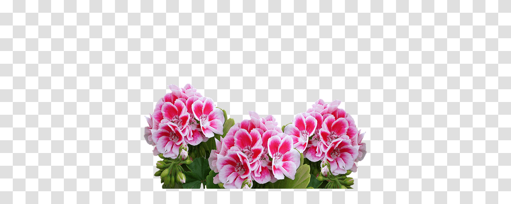 Geranium Nature, Flower, Plant, Blossom Transparent Png