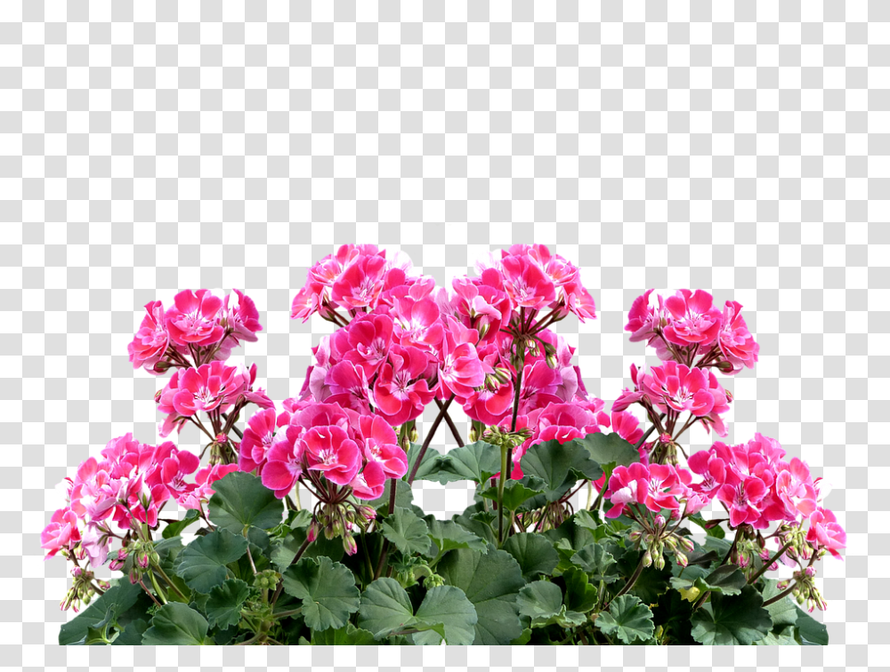 Geranium 960, Flower, Plant, Blossom Transparent Png