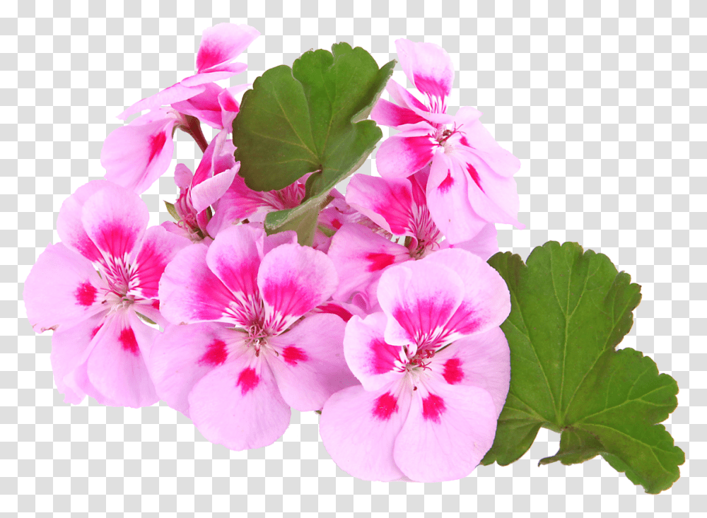 Geranium Geranium, Flower, Plant, Blossom, Petal Transparent Png
