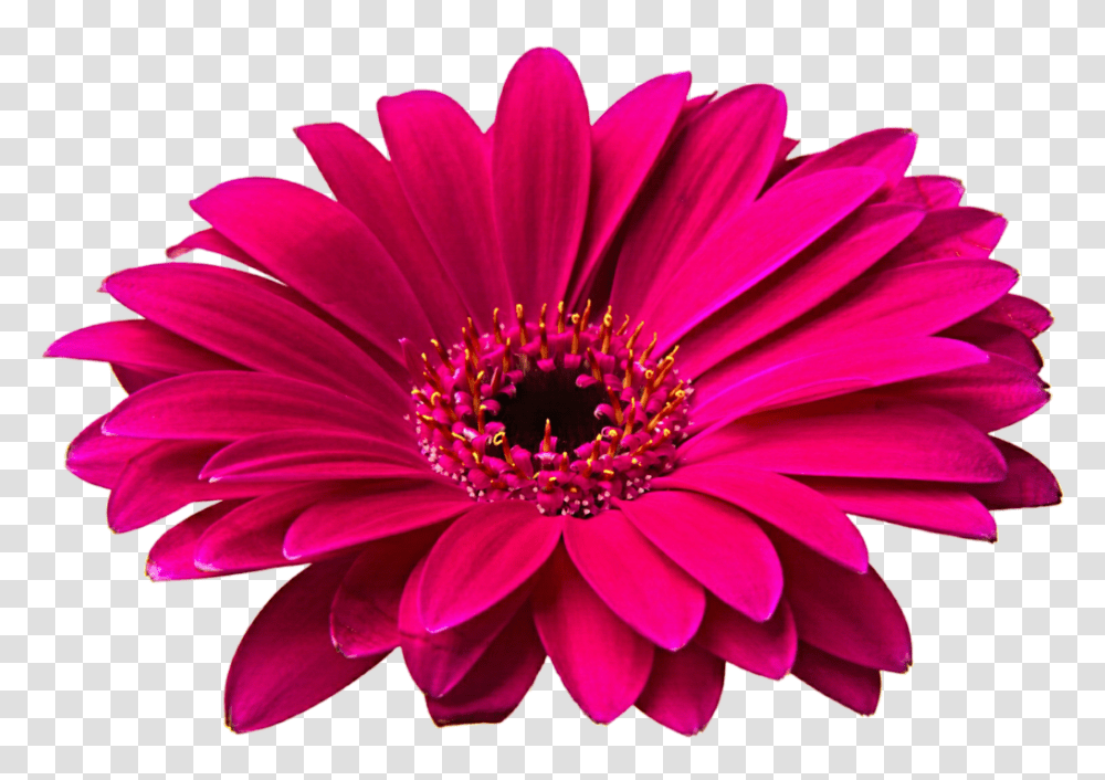 Gerbadaisy Clipart, Plant, Flower, Blossom, Daisies Transparent Png
