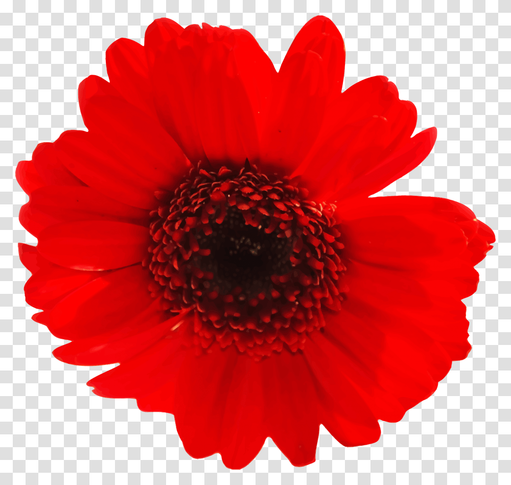 Gerber Daisy Clipart Download, Plant, Flower, Blossom, Rose Transparent Png