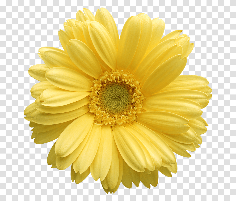 Gerber Daisy Flower Yellow Daisy Flower, Plant, Blossom, Daisies, Treasure Flower Transparent Png