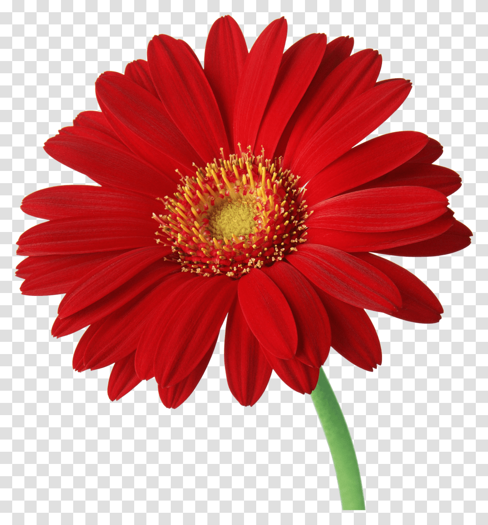 Gerber Daisy Flowers Free, Plant, Daisies, Blossom, Petal Transparent Png
