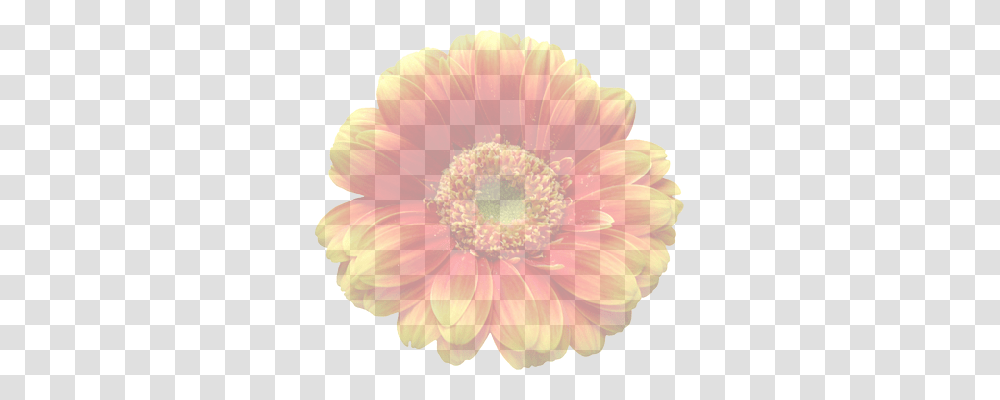 Gerbera Nature, Plant, Dahlia, Flower Transparent Png