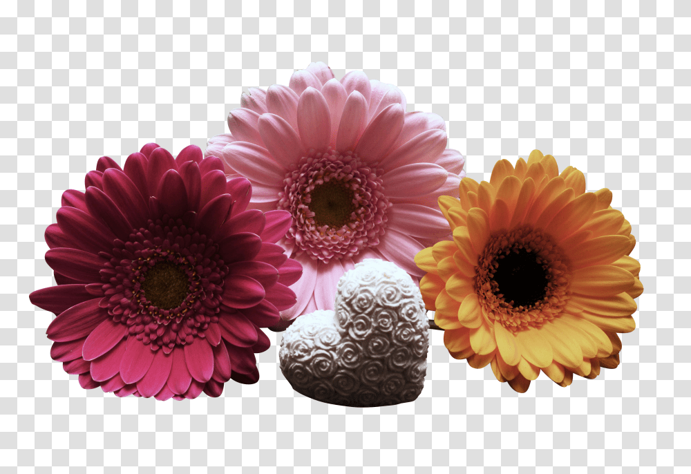 Gerbera Clip, Holiday Transparent Png