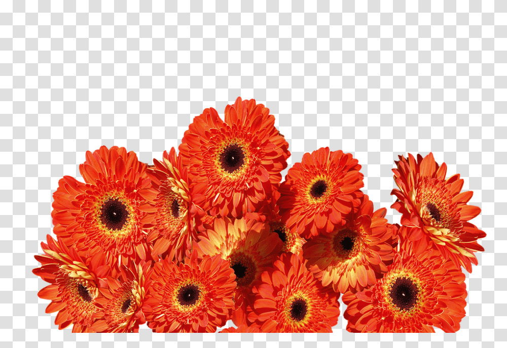 Gerbera 960, Flower, Plant, Daisy, Daisies Transparent Png