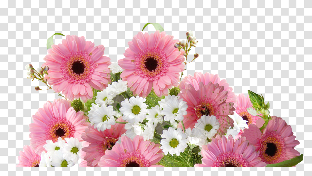 Gerbera Nature, Plant, Daisy, Flower Transparent Png