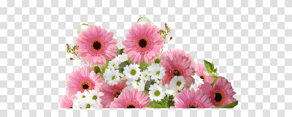 Gerbera Nature, Plant, Daisy, Flower Transparent Png