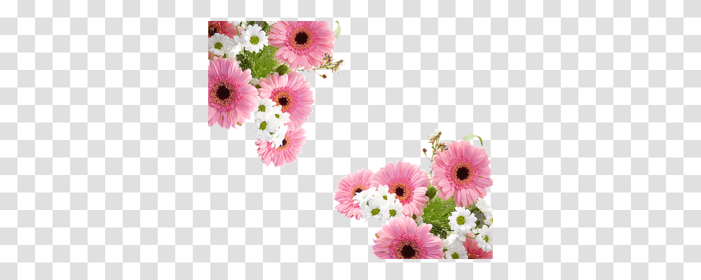 Gerbera Nature, Plant, Daisy, Flower Transparent Png