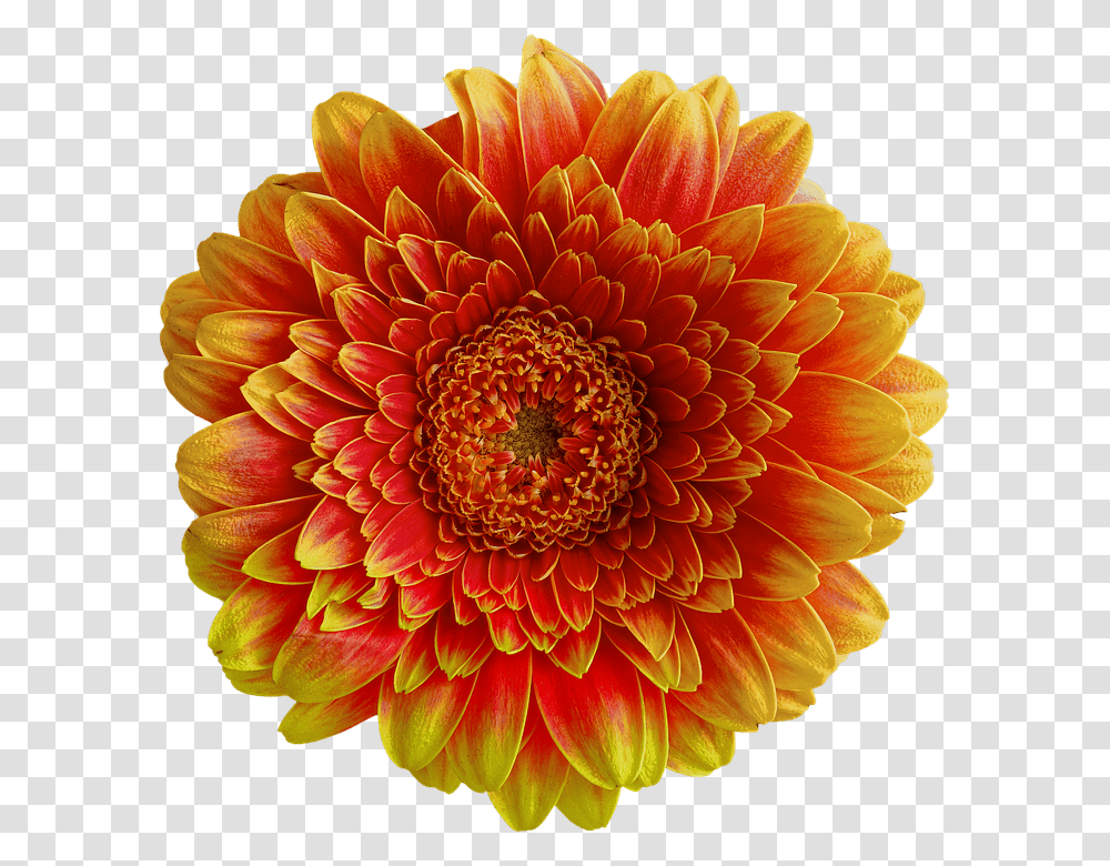 Gerbera 960, Flower, Dahlia, Plant, Blossom Transparent Png