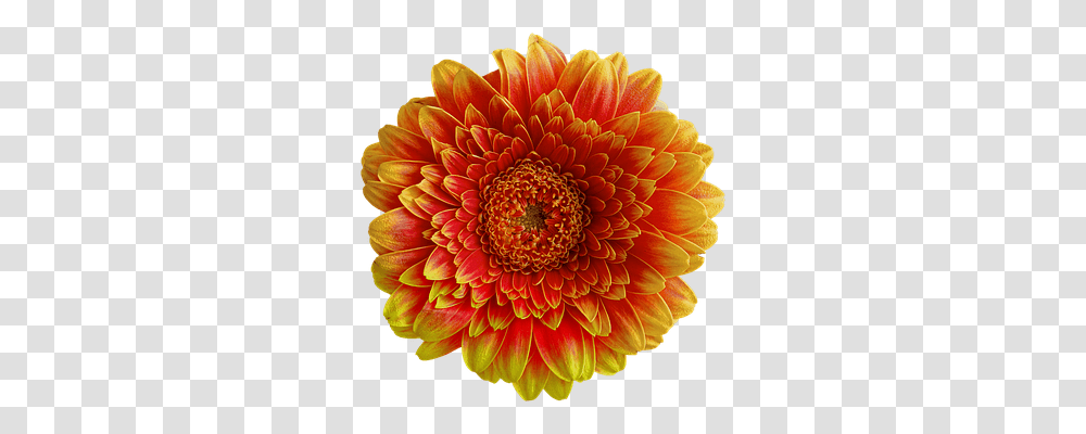 Gerbera Nature, Dahlia, Flower, Plant Transparent Png