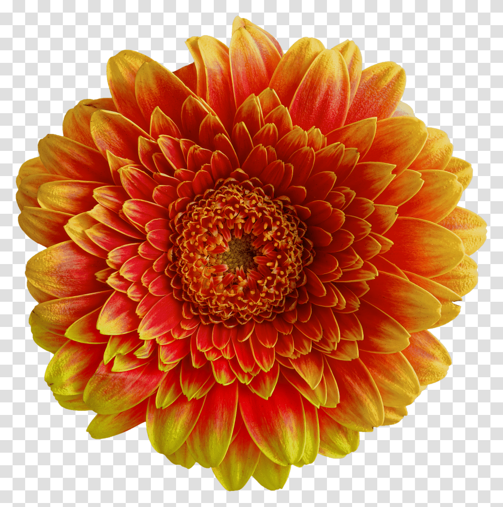 Gerbera Nature, Dahlia, Flower, Plant Transparent Png