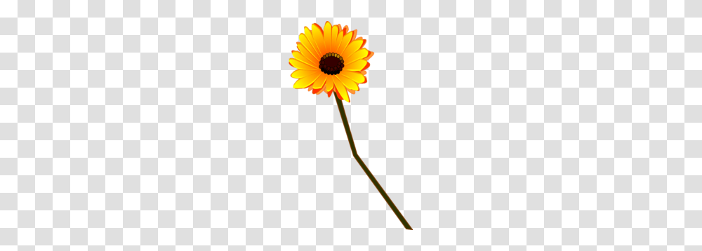 Gerbera Amarilla Clip Art, Plant, Flower, Blossom, Daisy Transparent Png