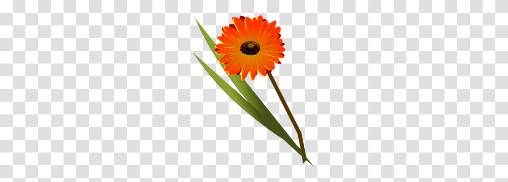 Gerbera Clip Art, Plant, Daisy, Flower, Daisies Transparent Png