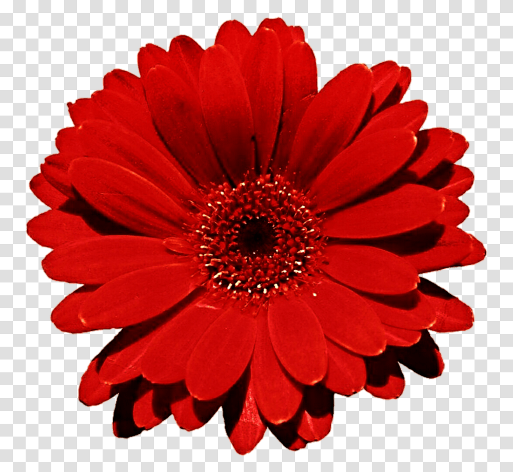 Gerbera Clipart Clip Art Red Flower Background Normal Vision Vs Color Blindness, Plant, Blossom, Daisy, Daisies Transparent Png