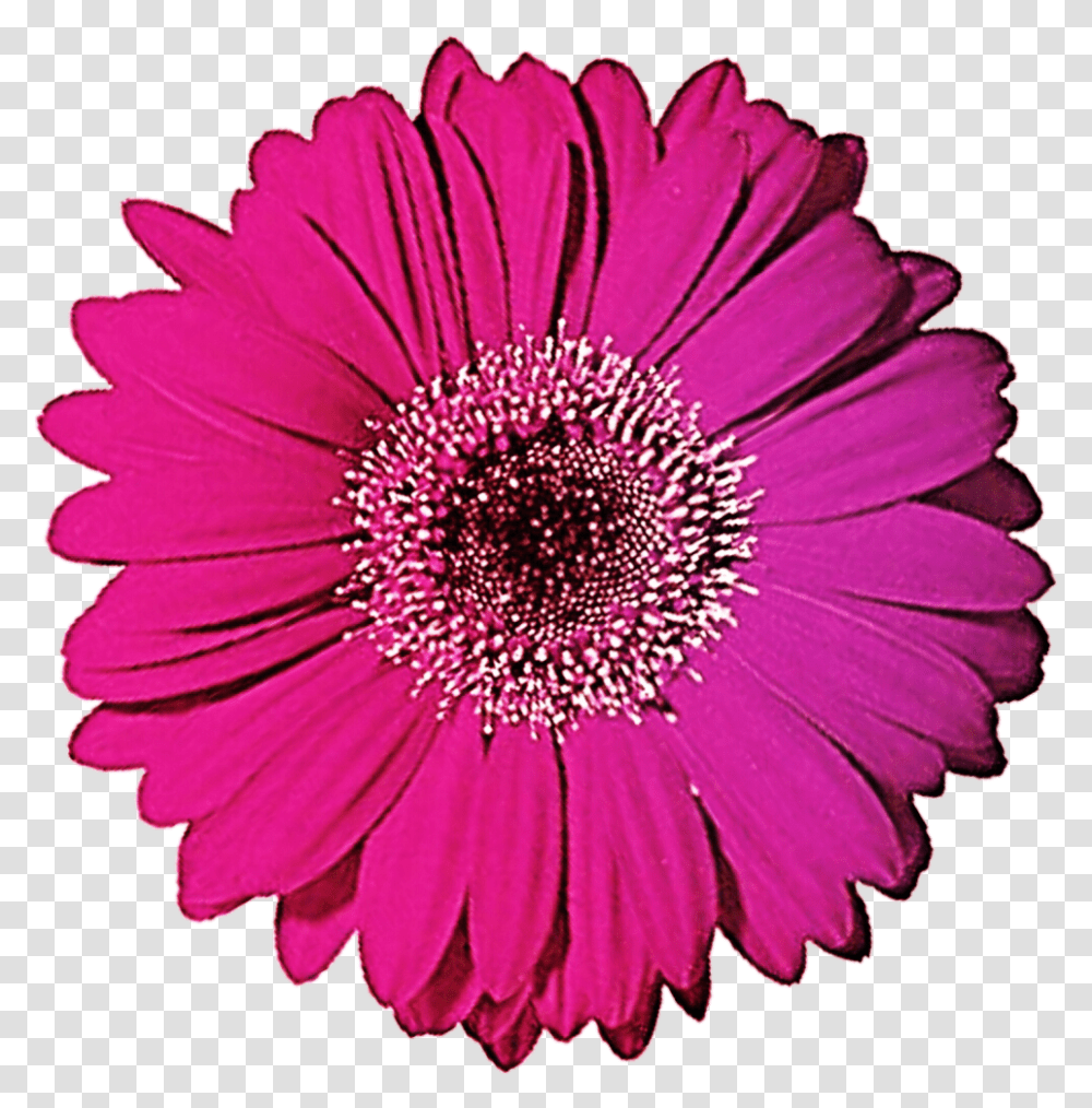 Gerbera Clipart Gerbera Daisy, Plant, Flower, Blossom, Daisies Transparent Png