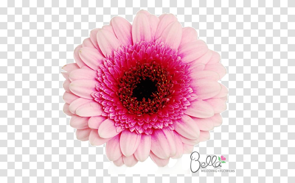 Gerbera Daisy Flowers Mini Pink Bicolor Gerbera Daisies Two Tone Gerbera Daisy, Dahlia, Plant, Blossom Transparent Png