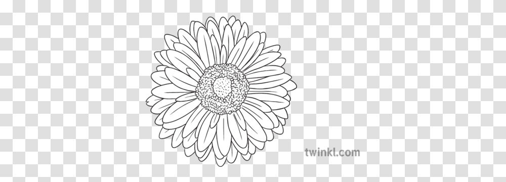 Gerbera Daisy General Flower Secondary Black And White Rgb Floral, Plant, Daisies, Blossom, Petal Transparent Png
