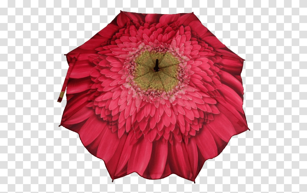 Gerbera Daisy Pink Folding Umbrella Download, Plant, Paper, Dahlia, Flower Transparent Png