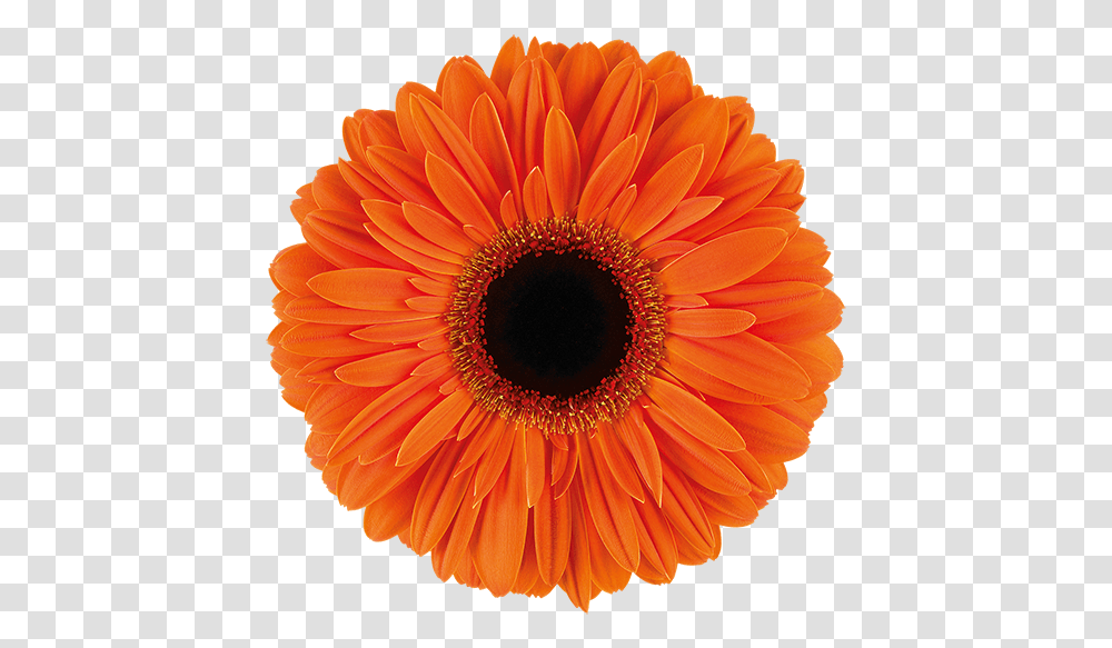 Gerbera Dutch Pride, Plant, Flower, Blossom, Daisy Transparent Png