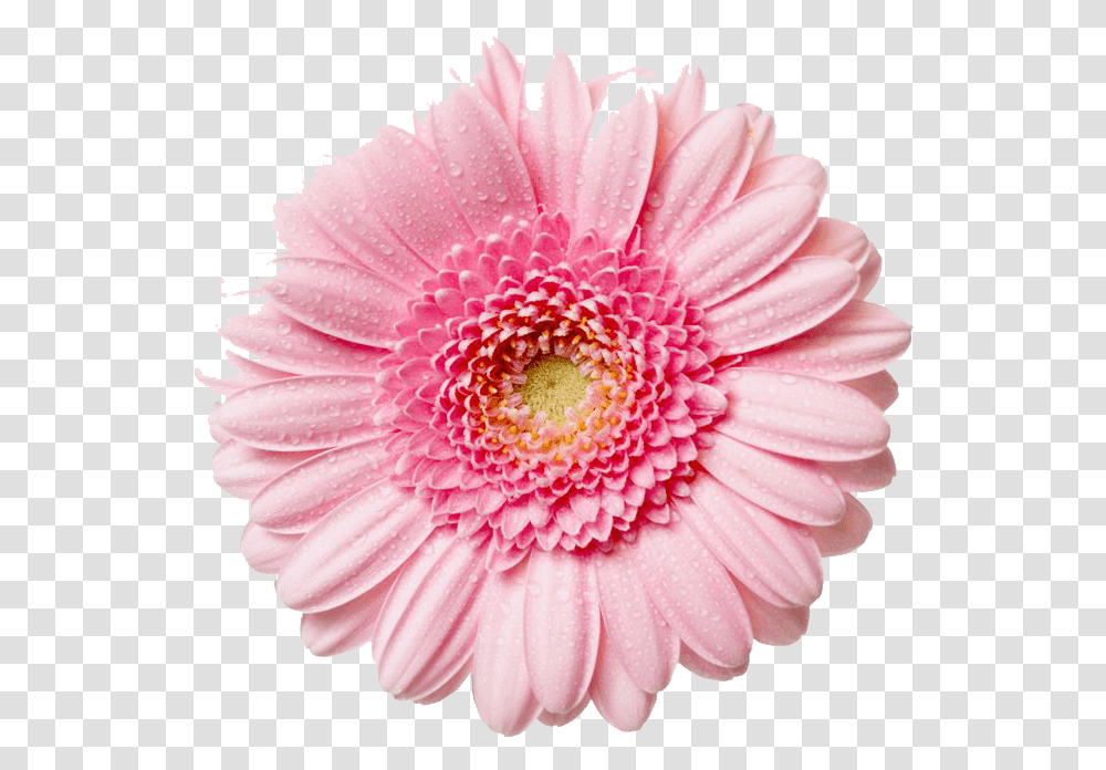 Gerbera Flower Free Image Flower, Plant, Blossom, Dahlia, Daisy Transparent Png