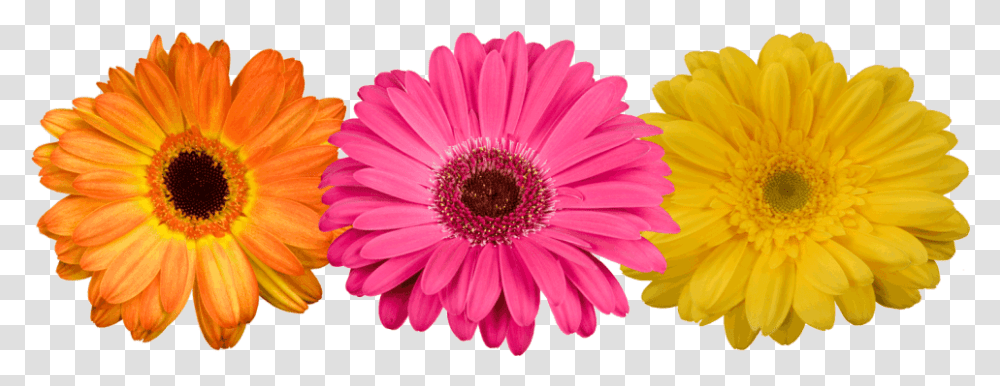 Gerbera Flower Image Arts Background Gerber Daisy Clip Art, Plant, Daisies, Blossom, Aster Transparent Png