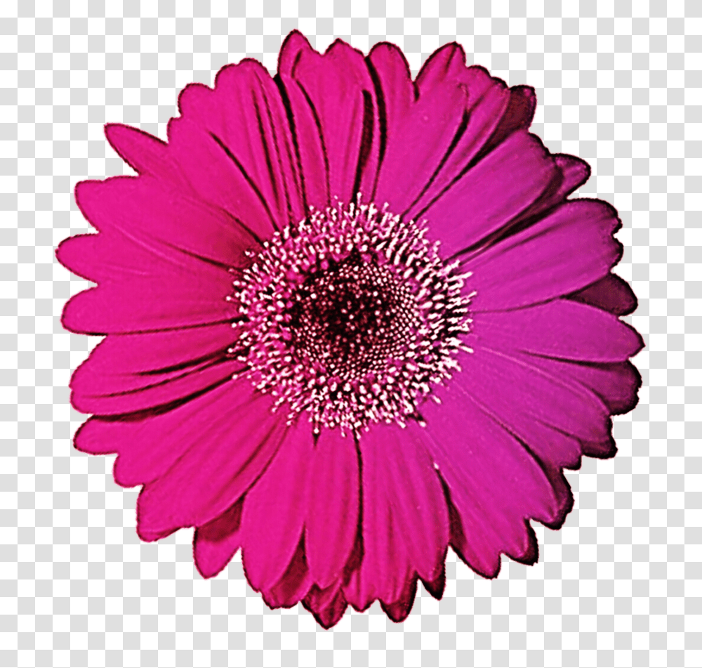 Gerbera Gerber Daisy Clip Art, Plant, Flower, Blossom, Daisies Transparent Png