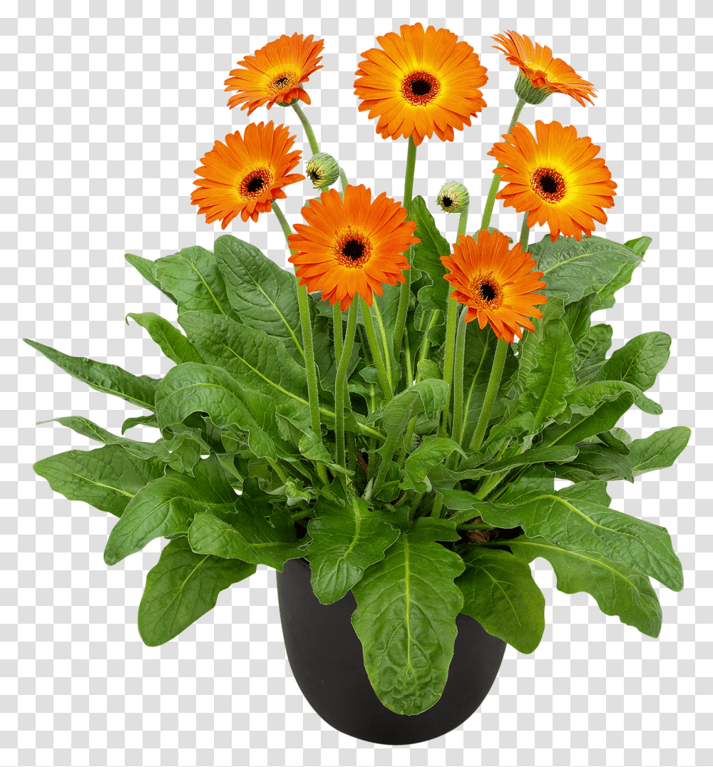 Gerbera Plant, Potted Plant, Vase, Jar, Pottery Transparent Png