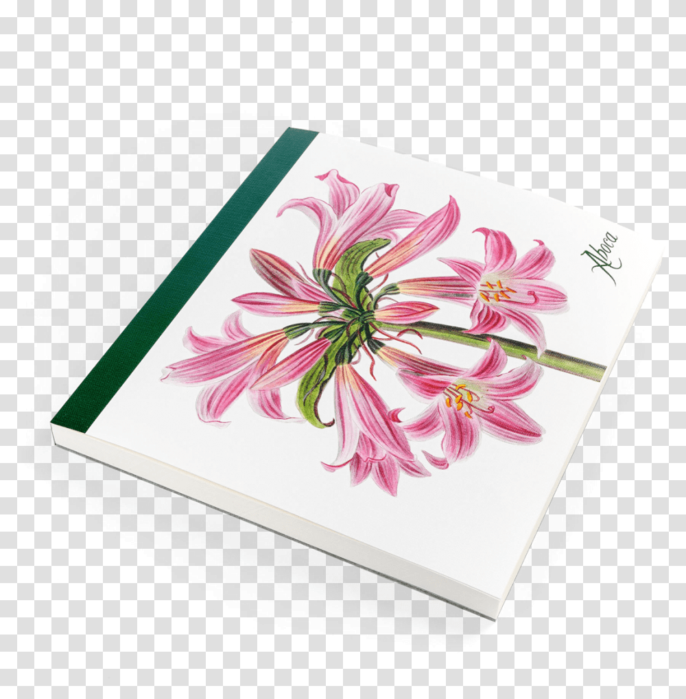 Gerbera, Plant, Flower, Blossom Transparent Png
