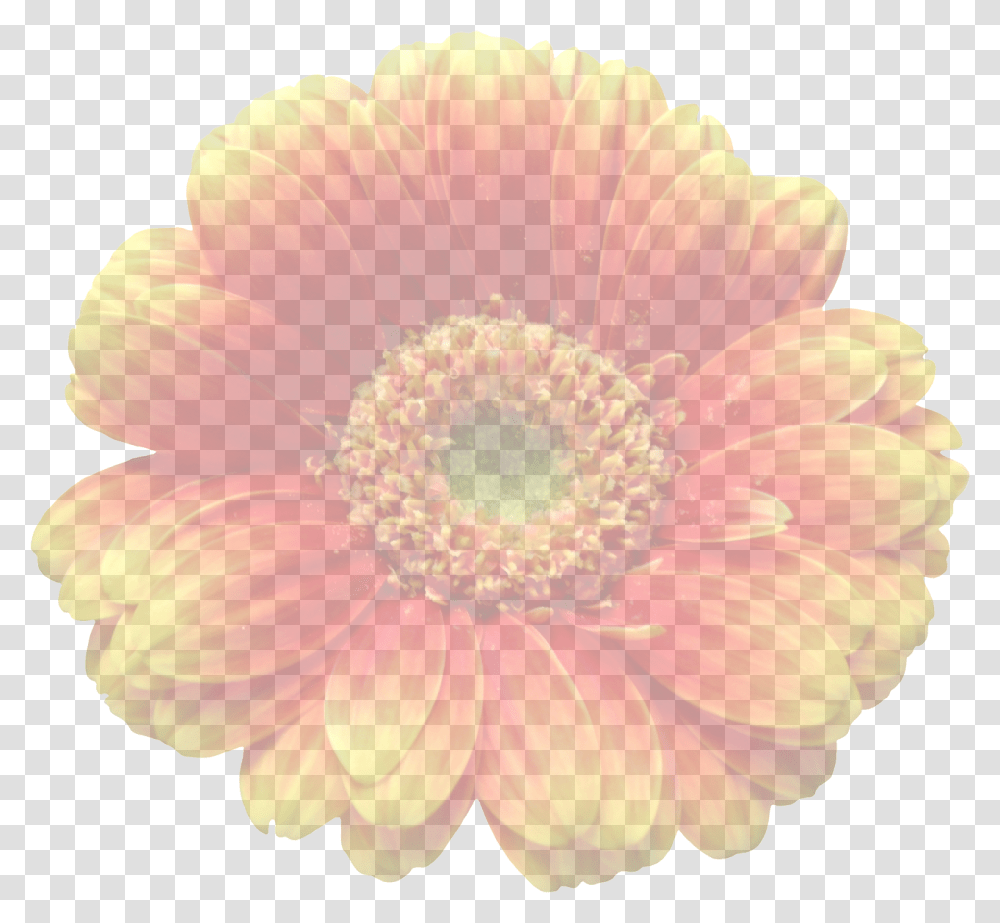 Gerberaorangetranslucenttransparentblossom Free Image Background Translucent Flowers, Plant, Daisy, Daisies, Dahlia Transparent Png
