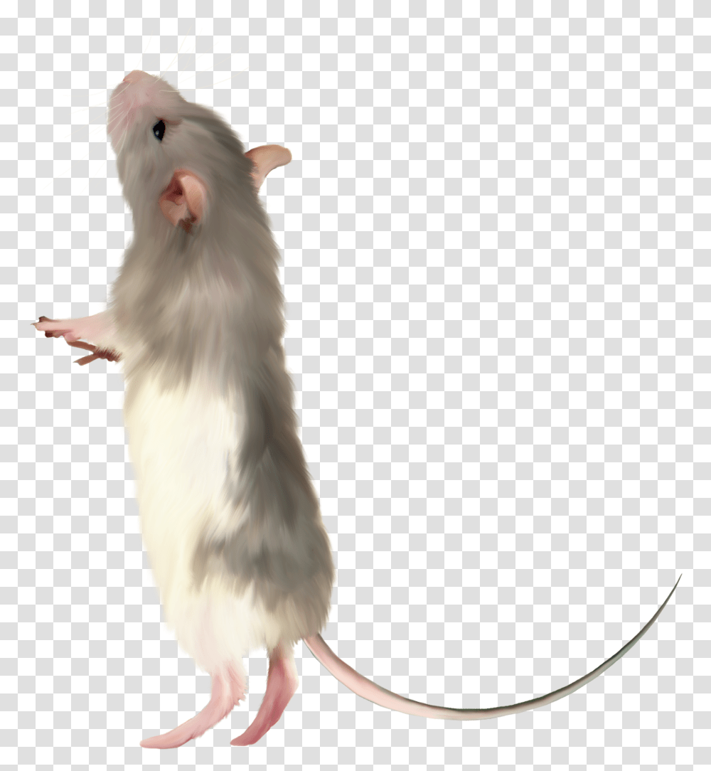 Gerbil Background Rats, Rodent, Mammal, Animal, Bird Transparent Png
