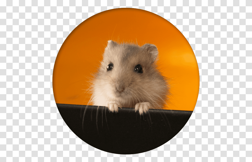 Gerbil Care Smart Hamsters, Rat, Rodent, Mammal, Animal Transparent Png