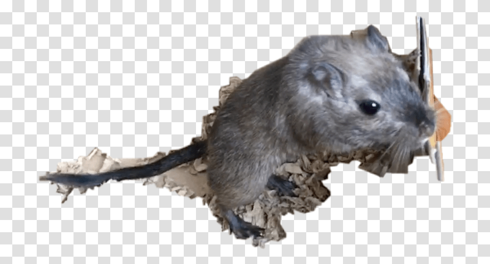 Gerbil Freetoedit Mouse, Rodent, Mammal, Animal, Bird Transparent Png