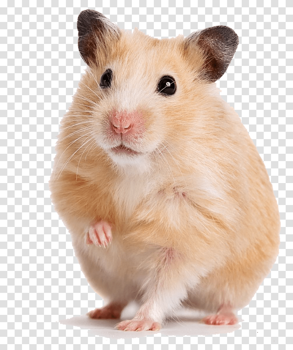 Gerbil Syrian Hamster, Rodent, Mammal, Animal, Pet Transparent Png