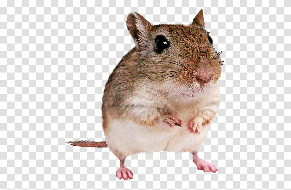 Gerbil With Background, Rodent, Mammal, Animal, Rat Transparent Png