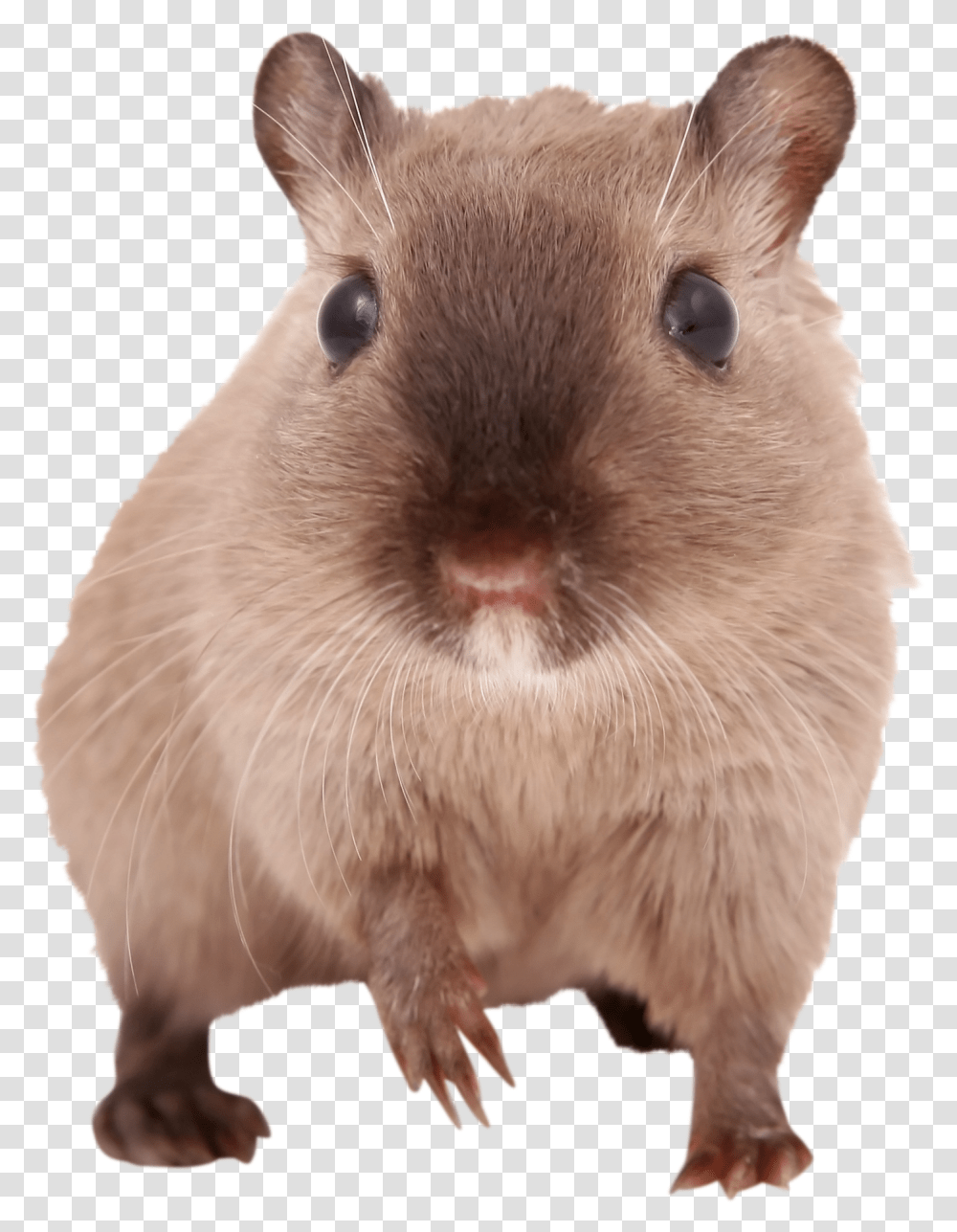 Gerbils, Rodent, Mammal, Animal, Pet Transparent Png