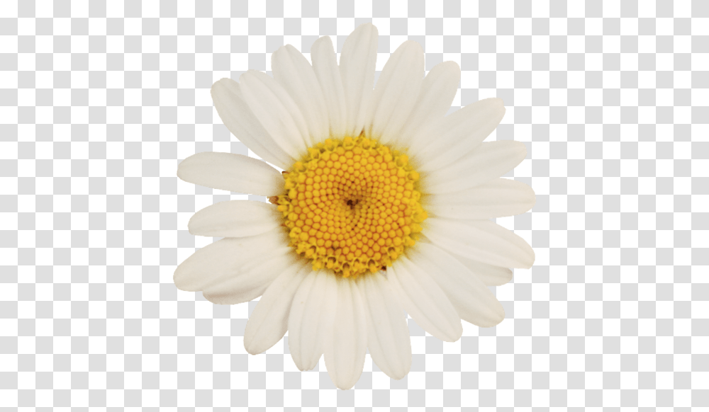 German Chamomile Oxeye Daisy Flower Oxeye Daisy, Plant, Daisies, Blossom Transparent Png