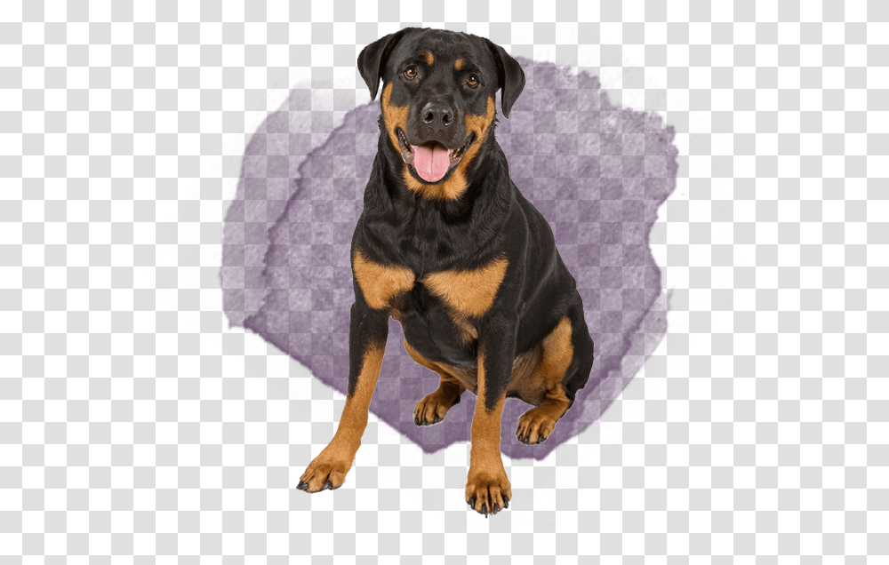 German Rottweiler And German Shepherd, Dog, Pet, Canine, Animal Transparent Png