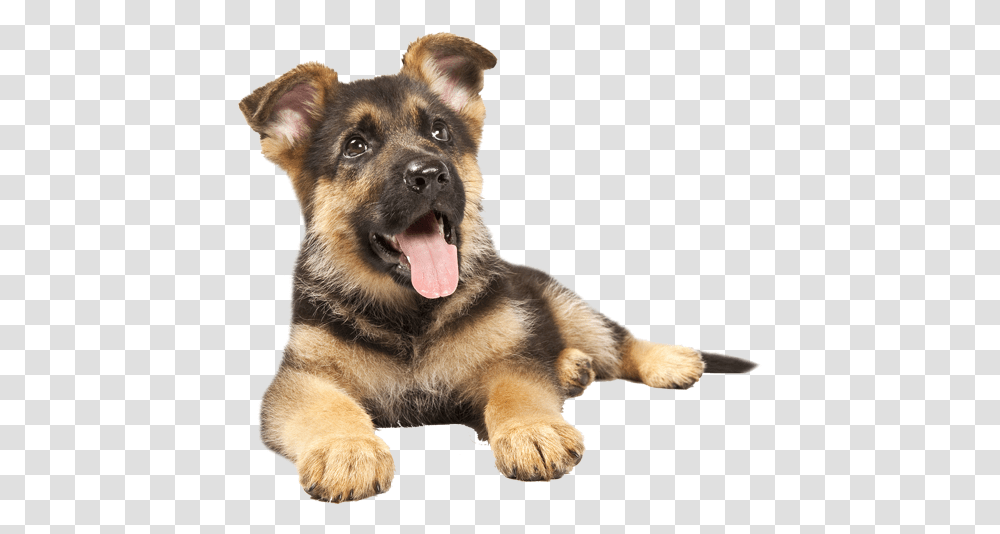 German Sheperd Puppy German Shepherd Puppy, Dog, Pet, Canine, Animal Transparent Png