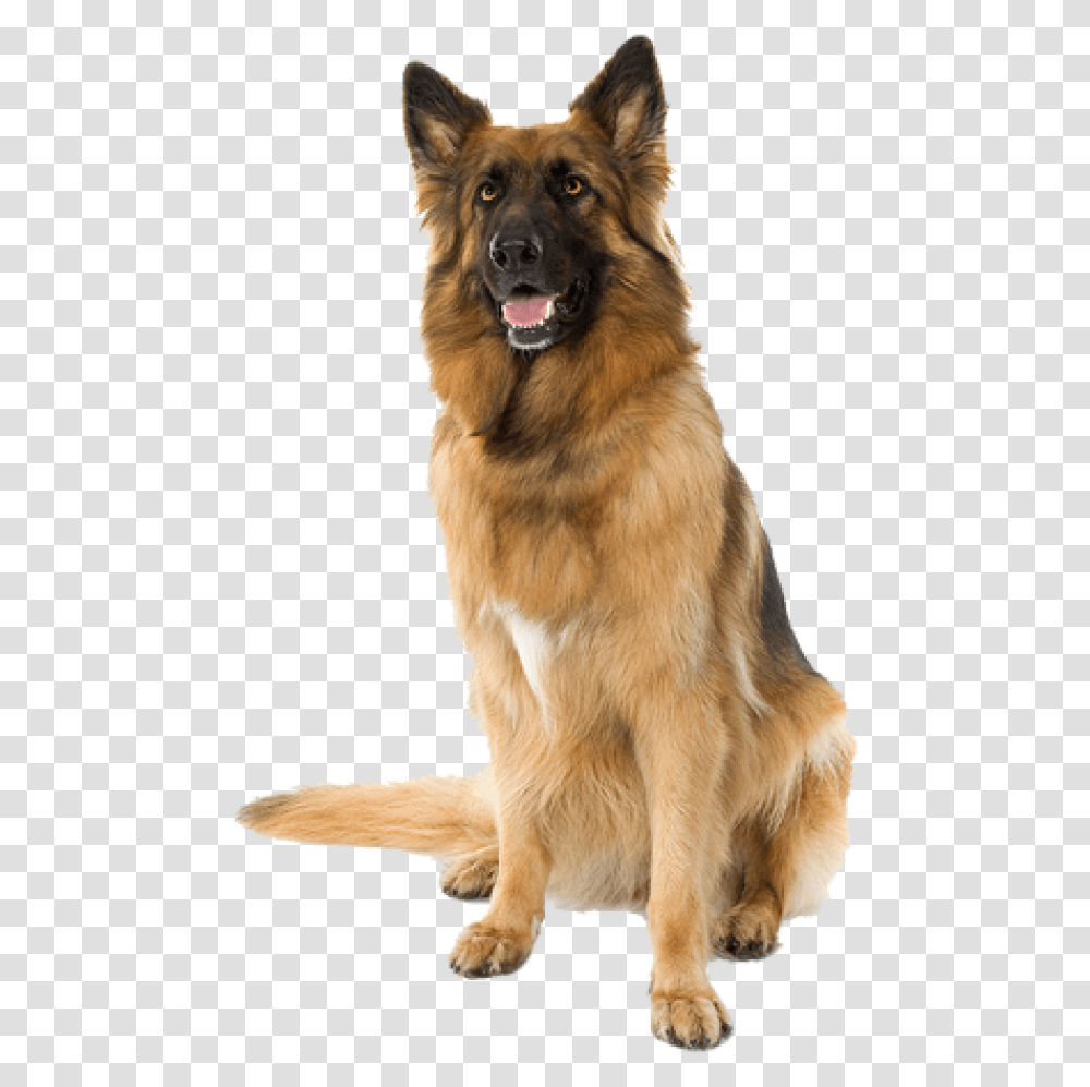 German Shephard Sitting Dog Dog Hd, German Shepherd, Pet, Canine, Animal Transparent Png