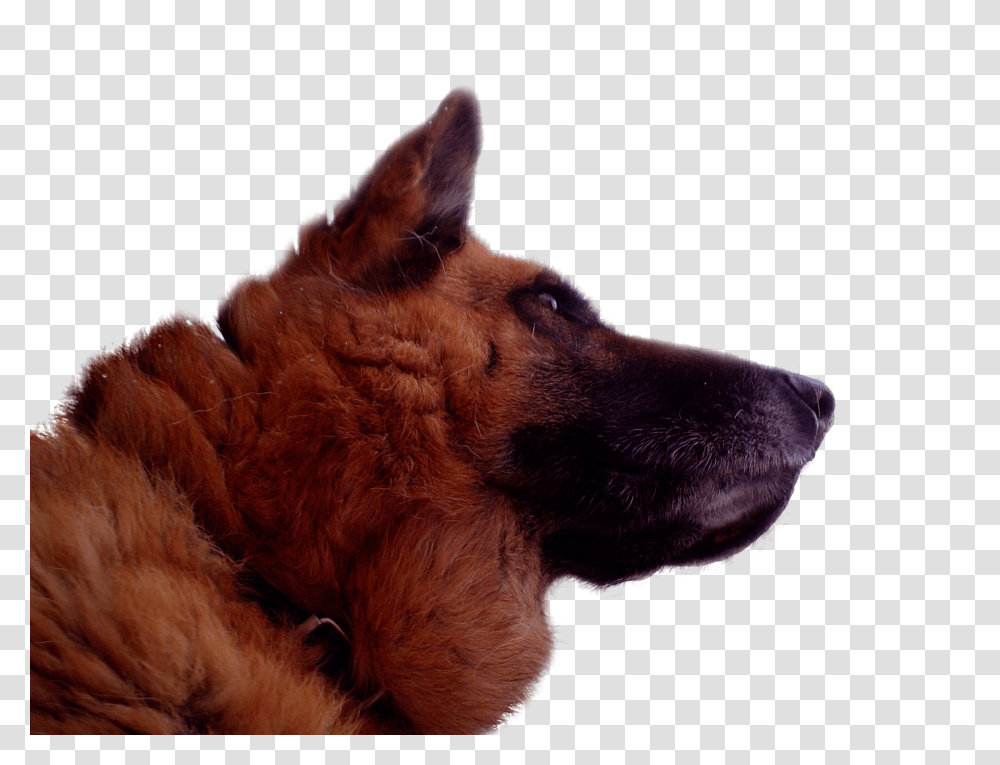 German Shepherd, Animal, Pet, Canine, Mammal Transparent Png