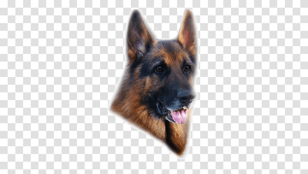 German Shepherd, Animals, Dog, Pet, Canine Transparent Png