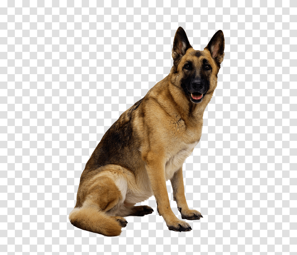 German Shepherd, Animals, Dog, Pet, Canine Transparent Png