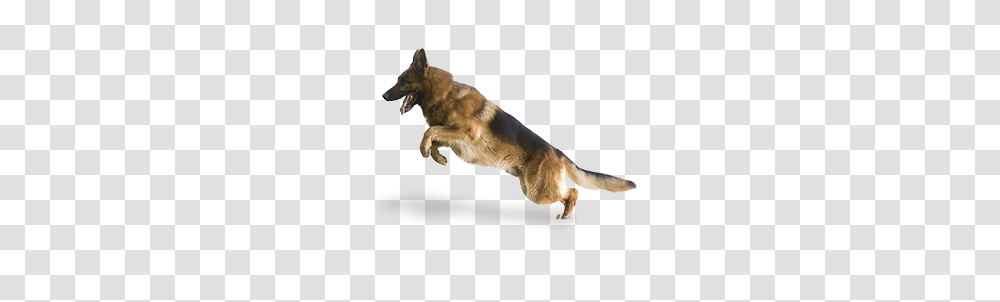 German Shepherd, Animals, Dog, Pet, Canine Transparent Png