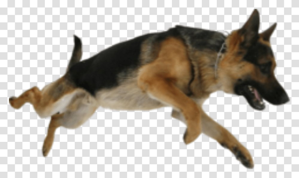 German Shepherd, Animals, Dog, Pet, Canine Transparent Png