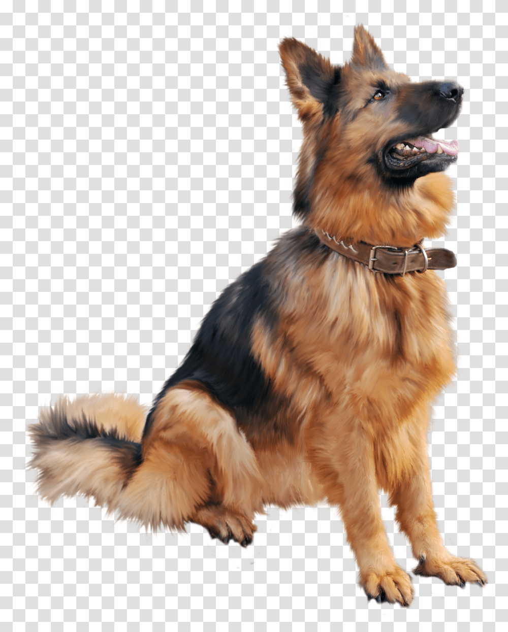 German Shepherd, Animals, Dog, Pet, Canine Transparent Png