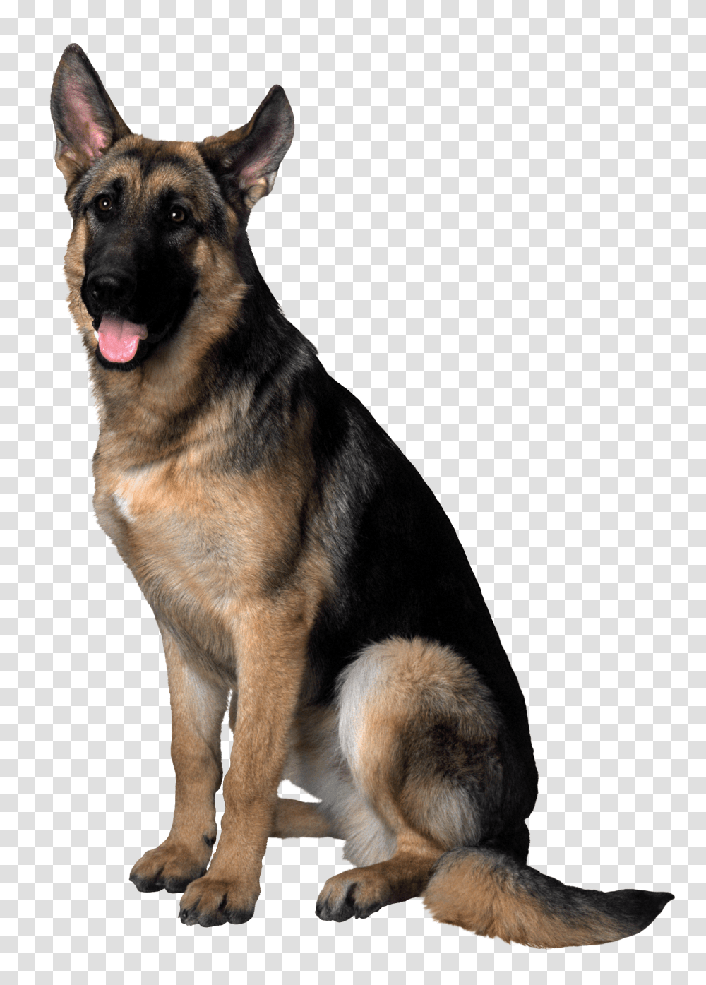 German Shepherd, Animals, Dog, Pet, Canine Transparent Png