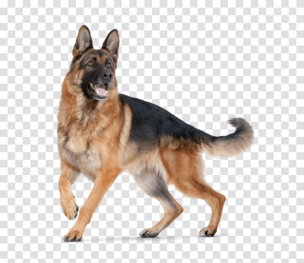 German Shepherd, Animals, Dog, Pet, Canine Transparent Png