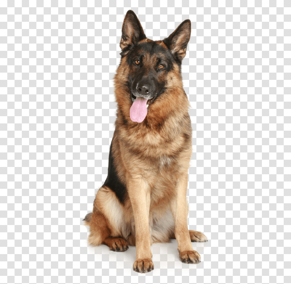 German Shepherd, Animals, Dog, Pet, Canine Transparent Png