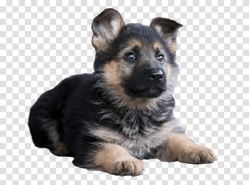 German Shepherd, Animals, Dog, Pet, Canine Transparent Png